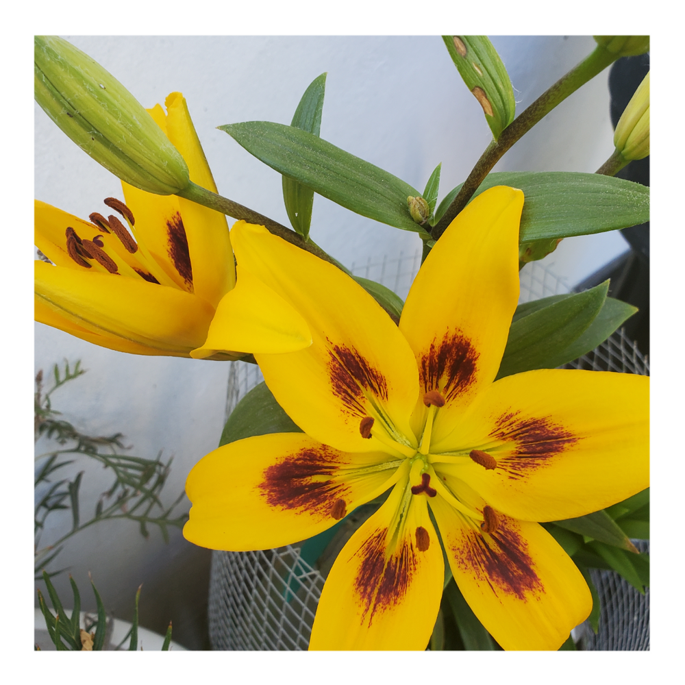 PIETON ASIATIC LILY