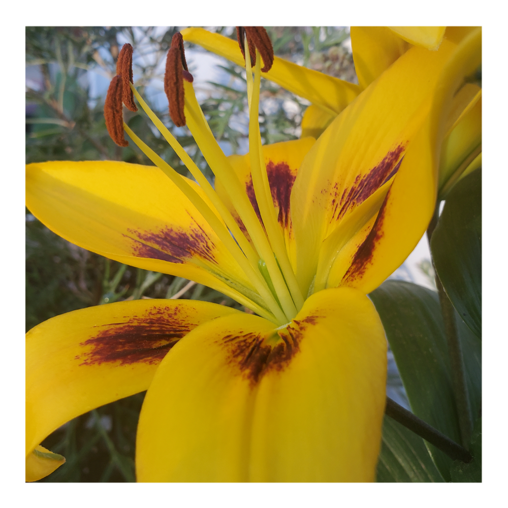PIETON ASIATIC LILY
