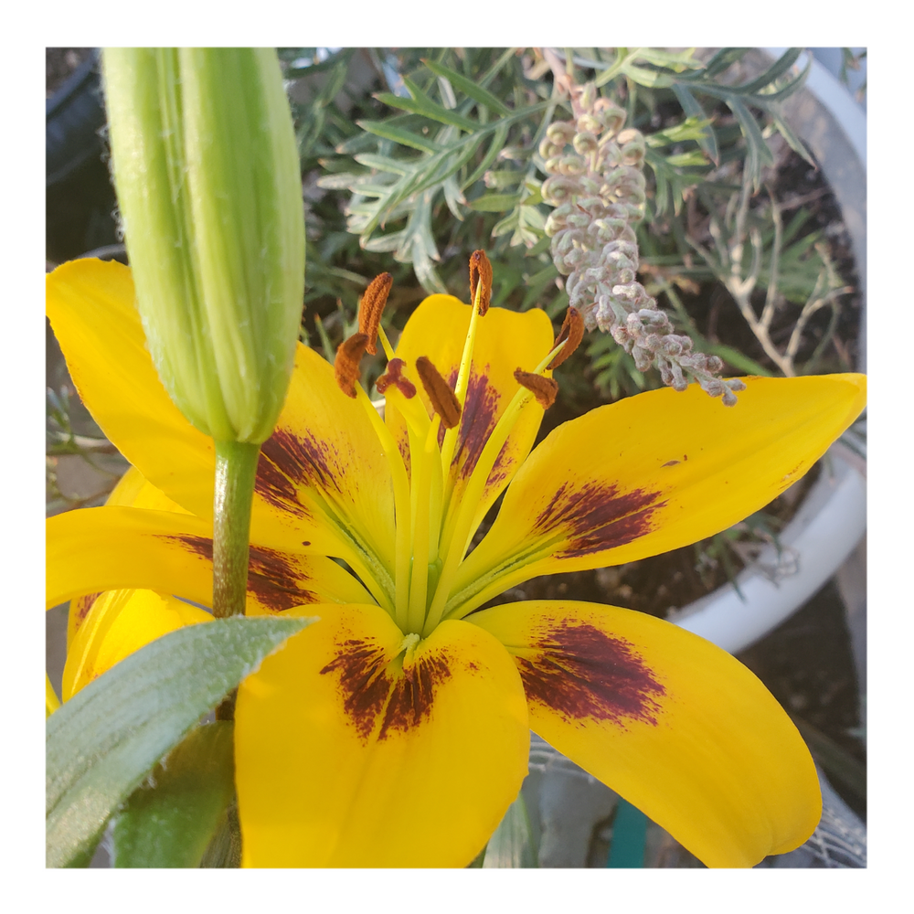 PIETON ASIATIC LILY