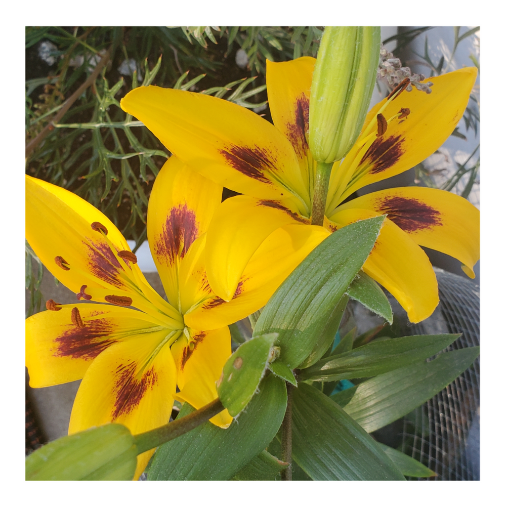 PIETON ASIATIC LILY