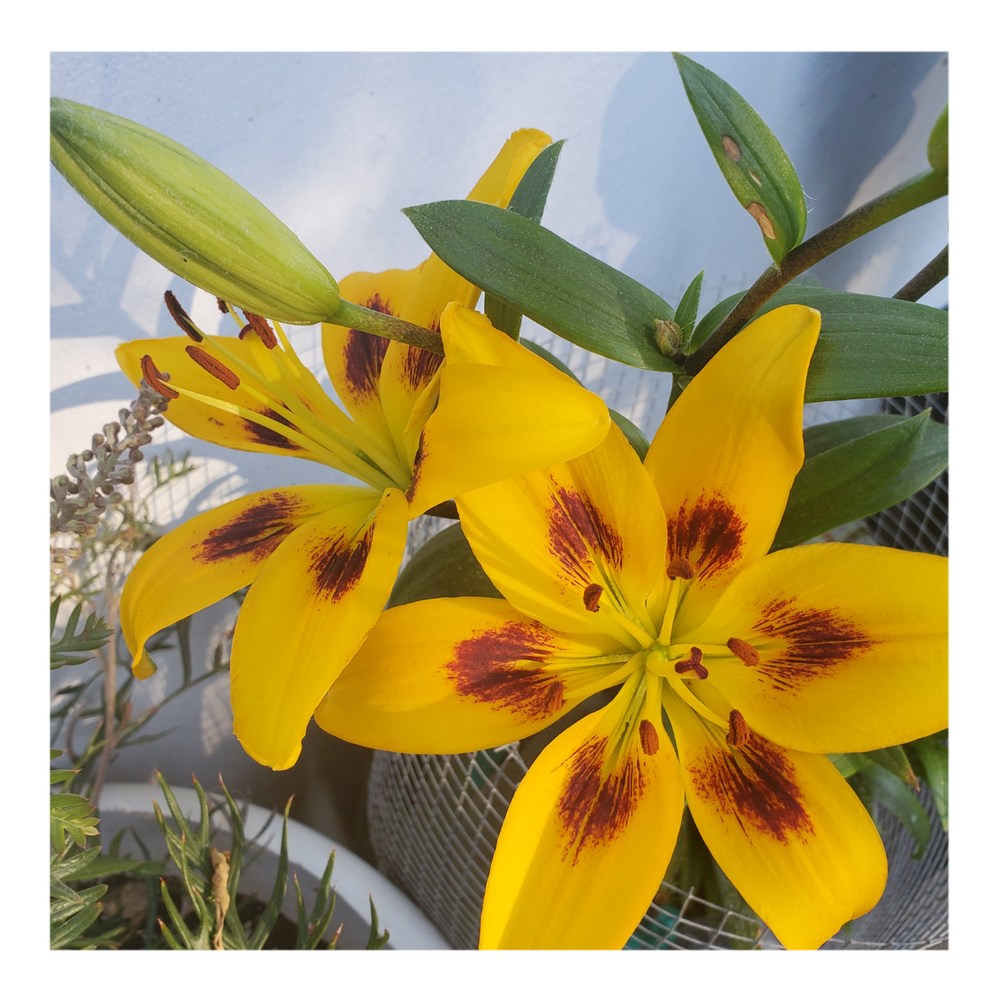 PIETON ASIATIC LILY