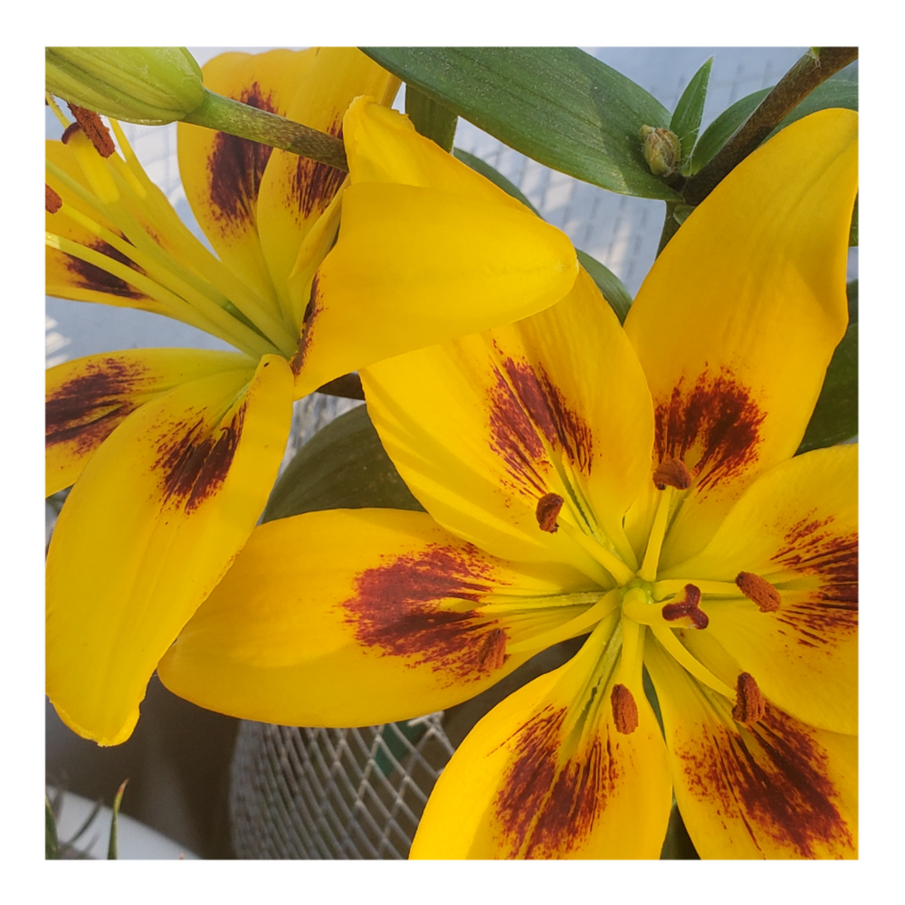 PIETON ASIATIC LILY
