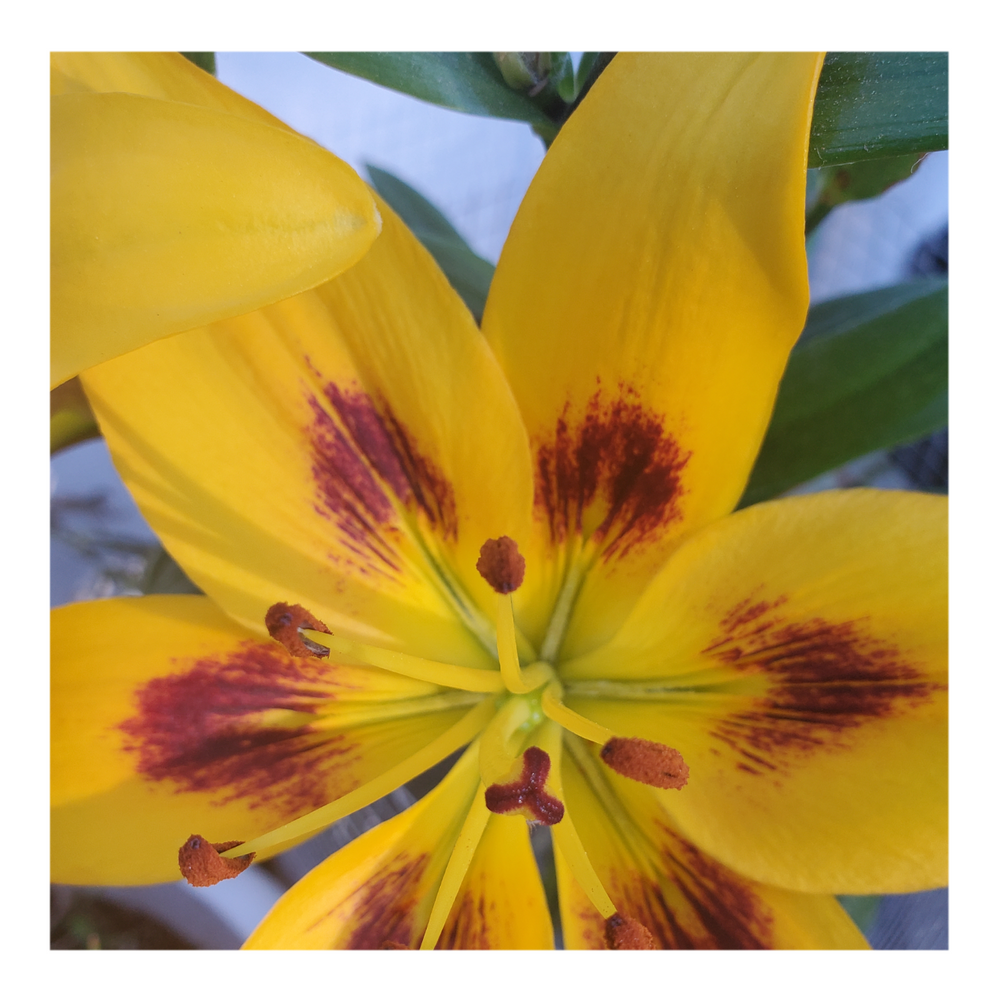 PIETON ASIATIC LILY