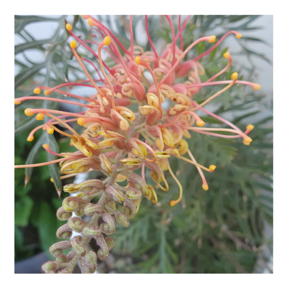 GREVILLEA - ORANGE