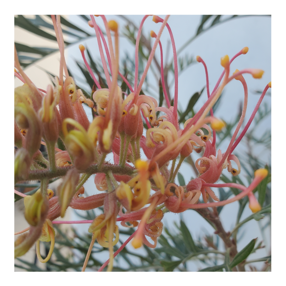 GREVILLEA - ORANGE