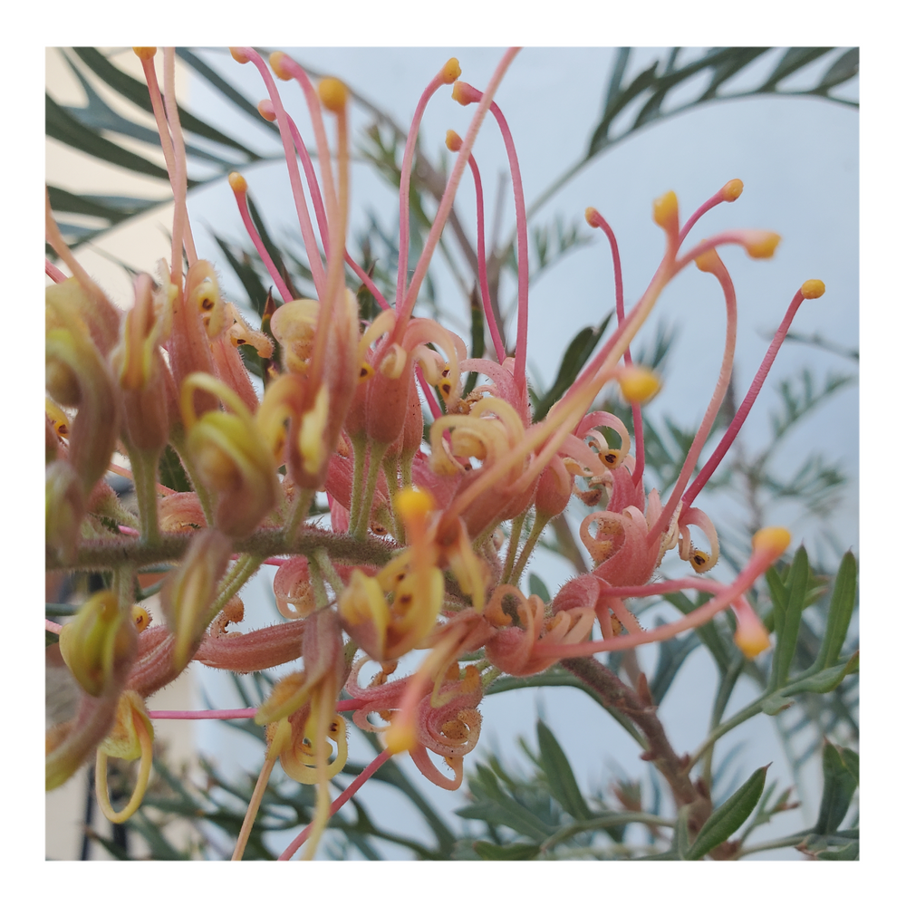 GREVILLEA - ORANGE