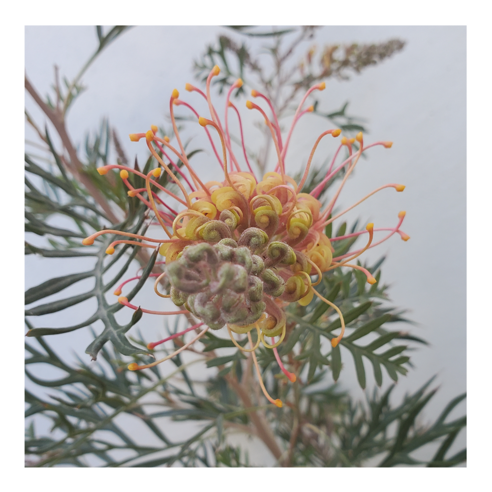 GREVILLEA - ORANGE