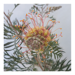 GREVILLEA - ORANGE