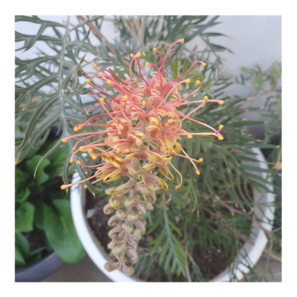 GREVILLEA - ORANGE