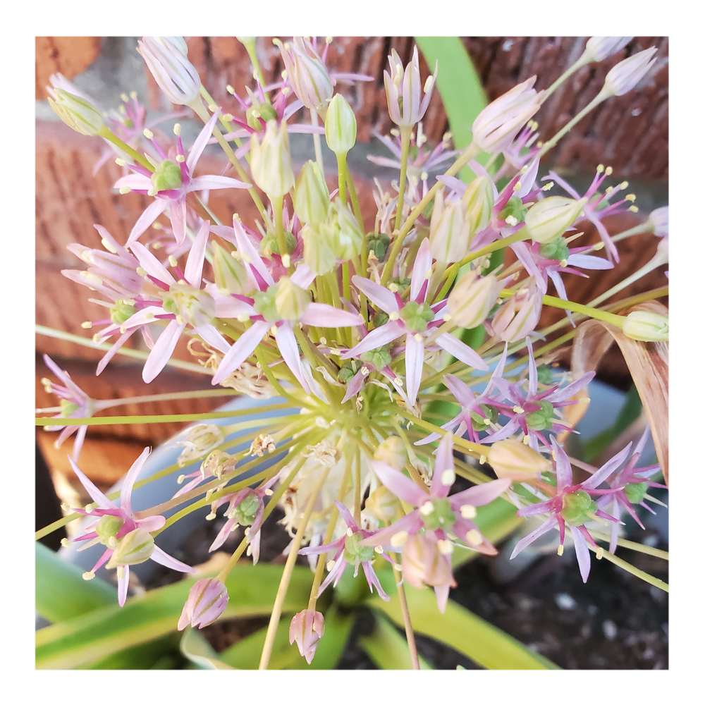 STAR OF PERSIA ALLIUM