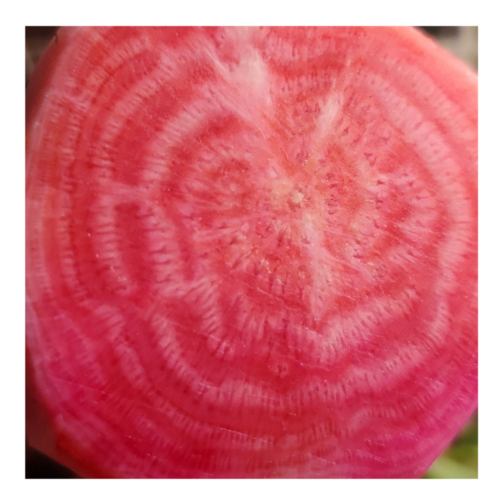 CHIOGGIA HEIRLOOM BEETS