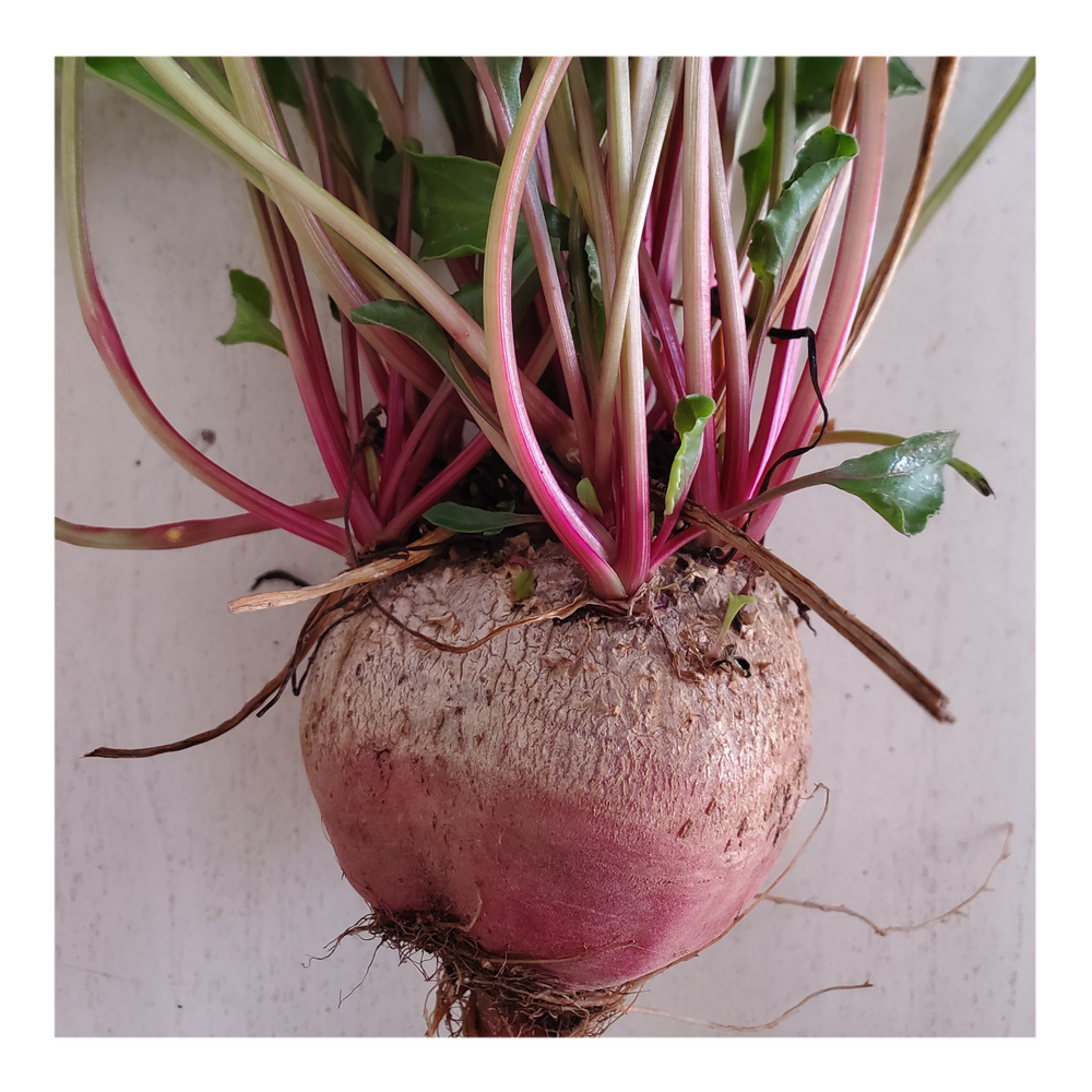 CHIOGGIA HEIRLOOM BEETS