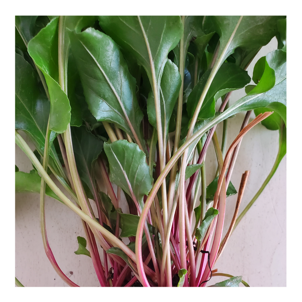 CHIOGGIA HEIRLOOM BEETS