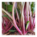 CHIOGGIA HEIRLOOM BEETS