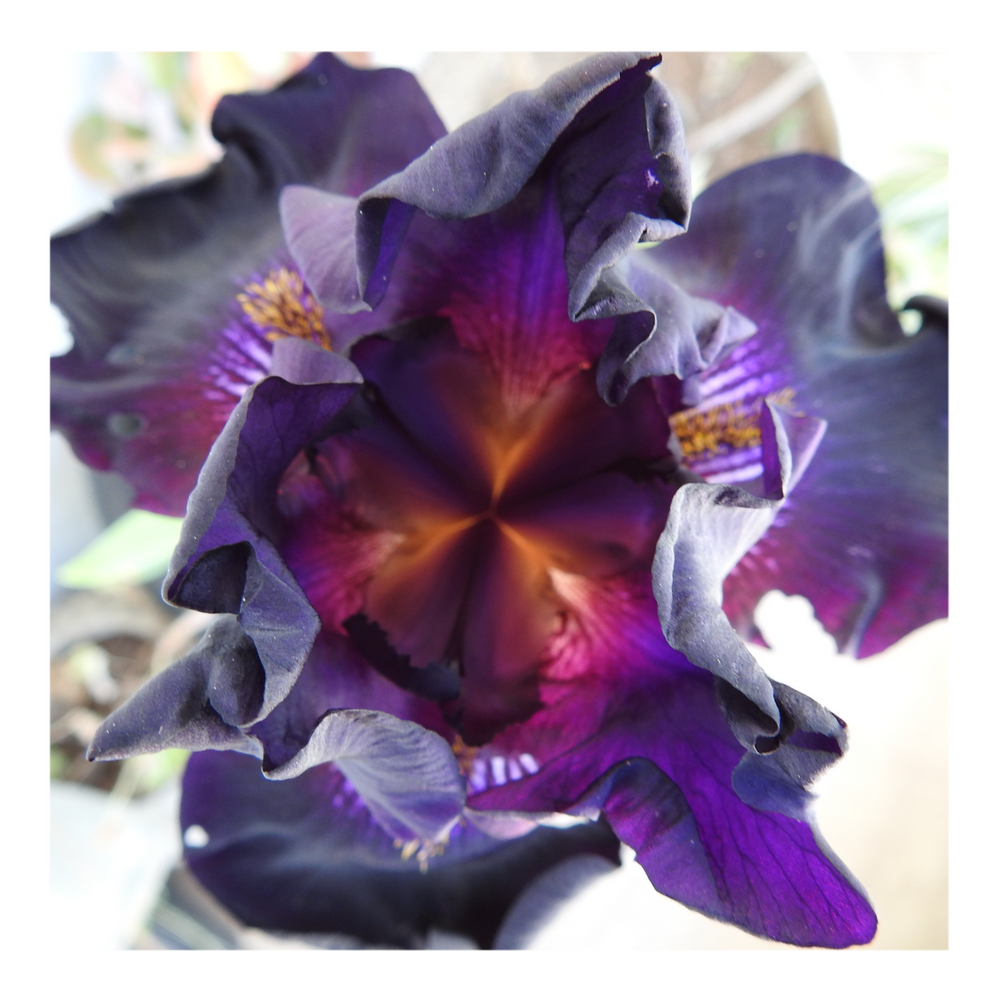 BLACK SUEDE BEARDED IRIS