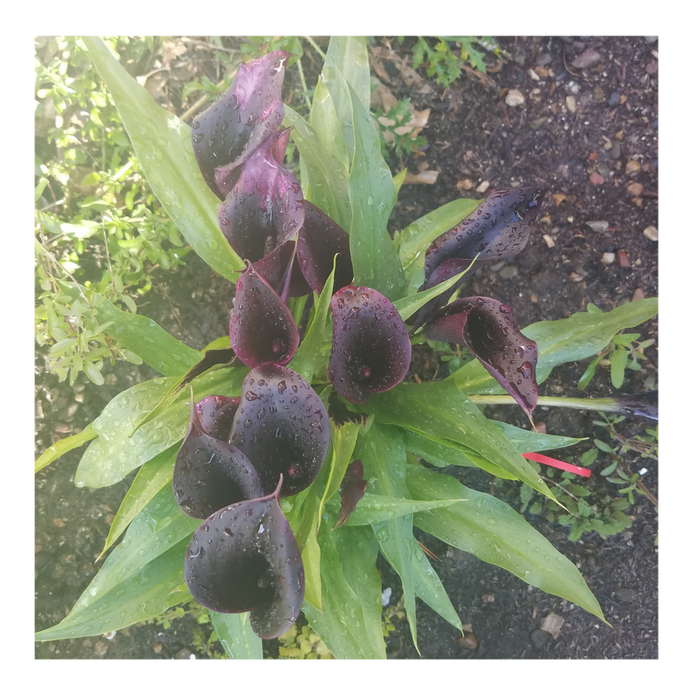 CALLA LILY BLACK STAR