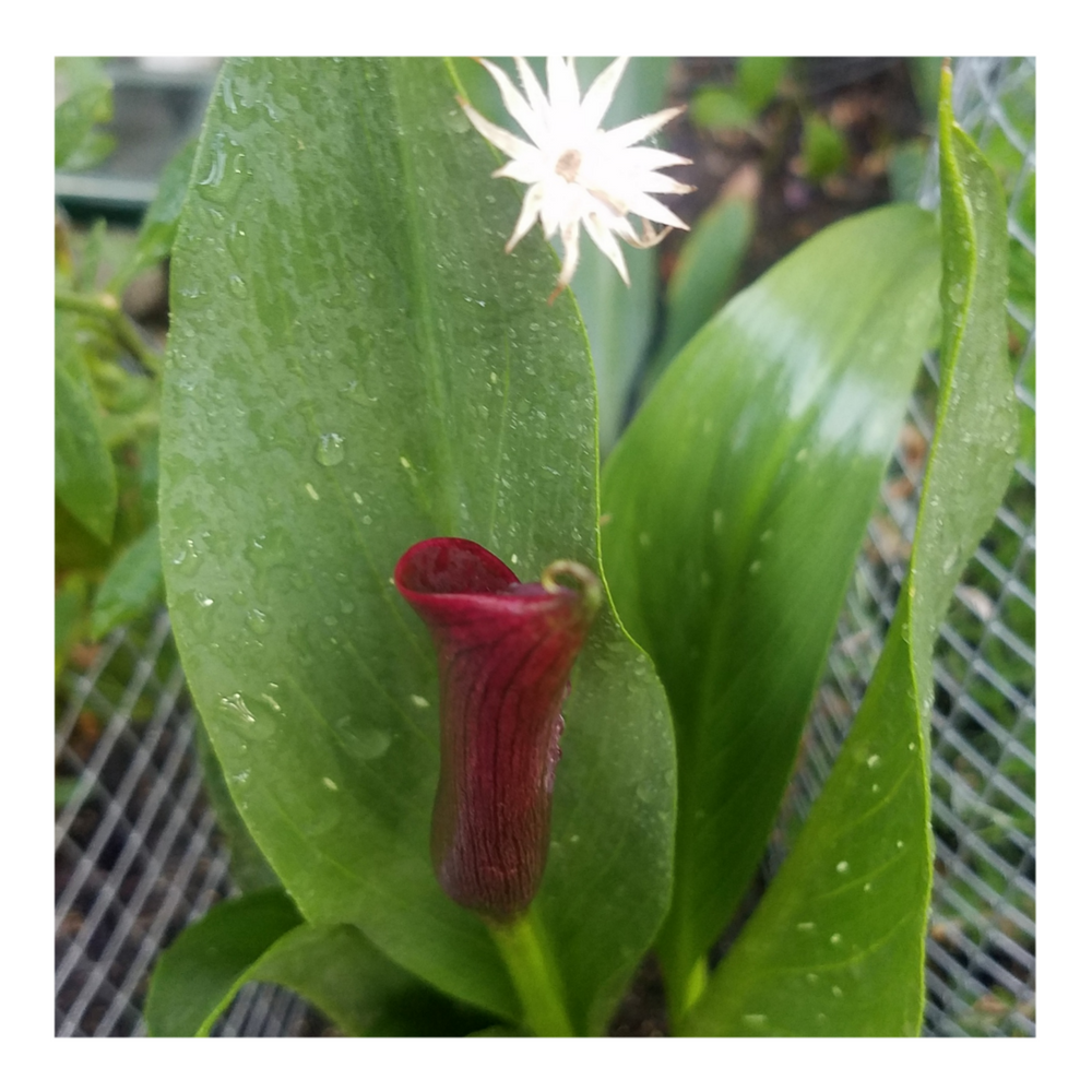 CALLA LILY BLACK STAR