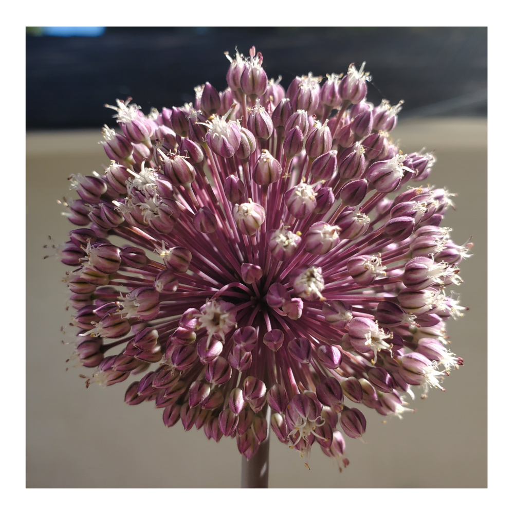 SUMMER DRUMMER ALLIUM