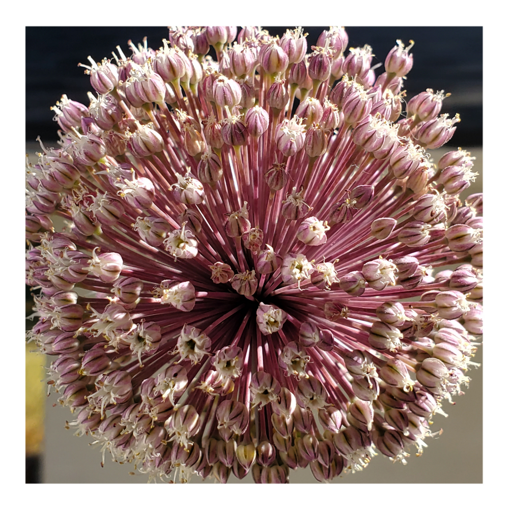 SUMMER DRUMMER ALLIUM