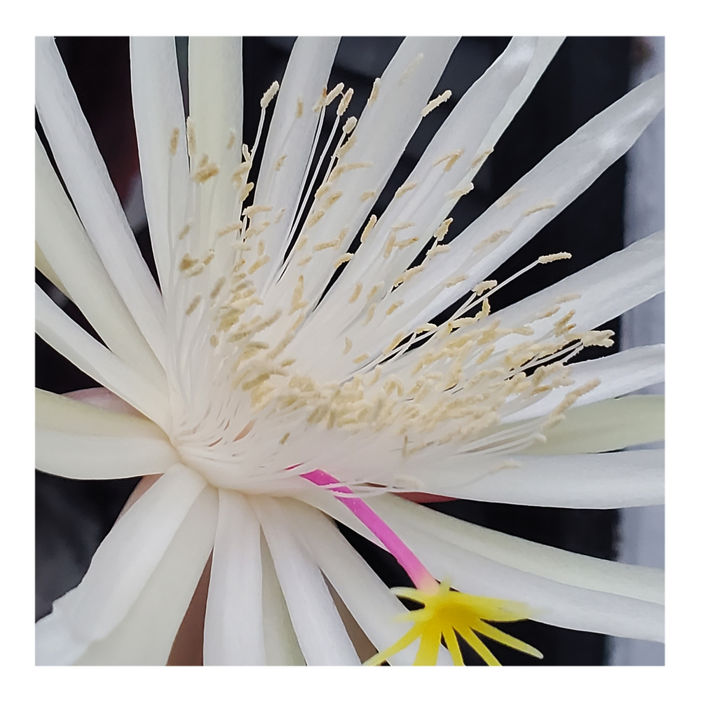 EPIPHYLLUM