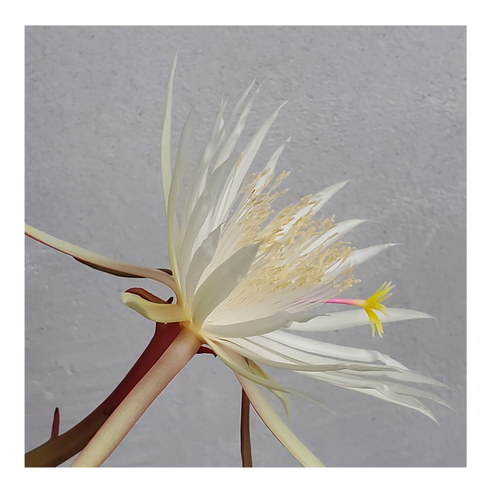 EPIPHYLLUM