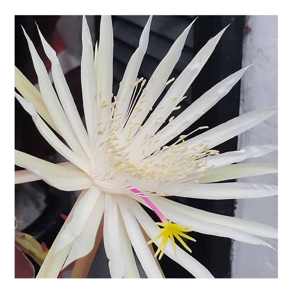 EPIPHYLLUM