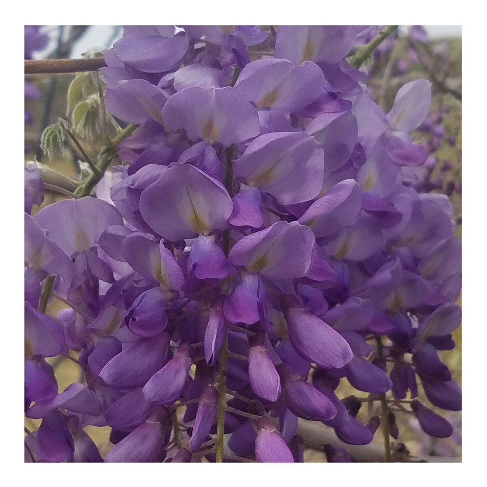 WISTERIA TREE