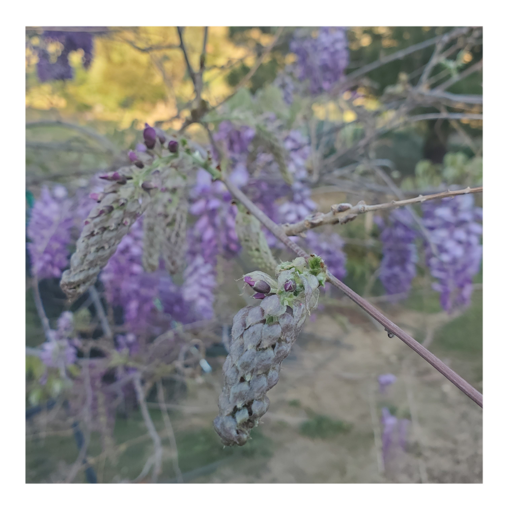 WISTERIA TREE