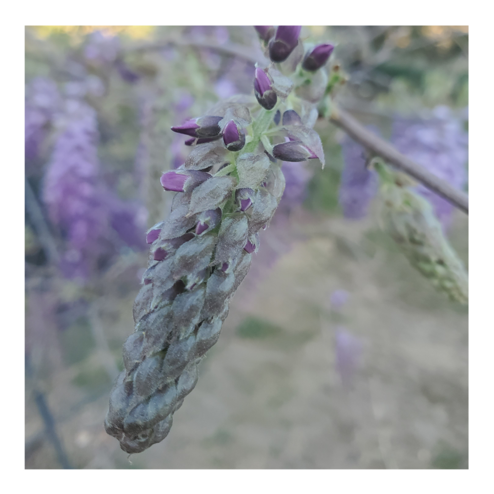 WISTERIA TREE