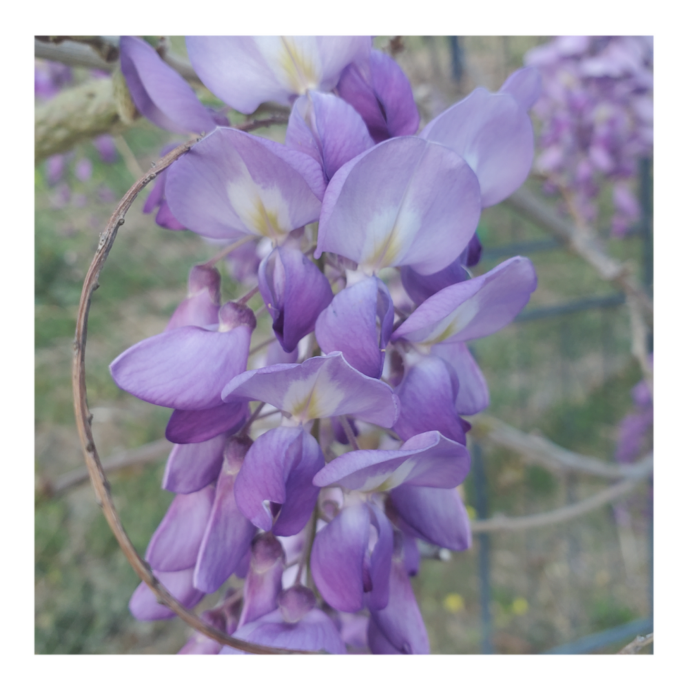 WISTERIA TREE