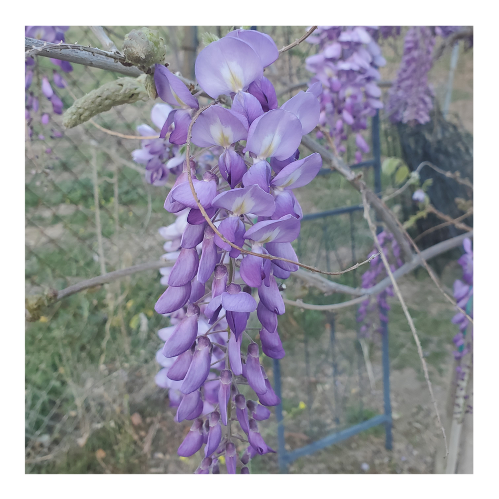 WISTERIA TREE