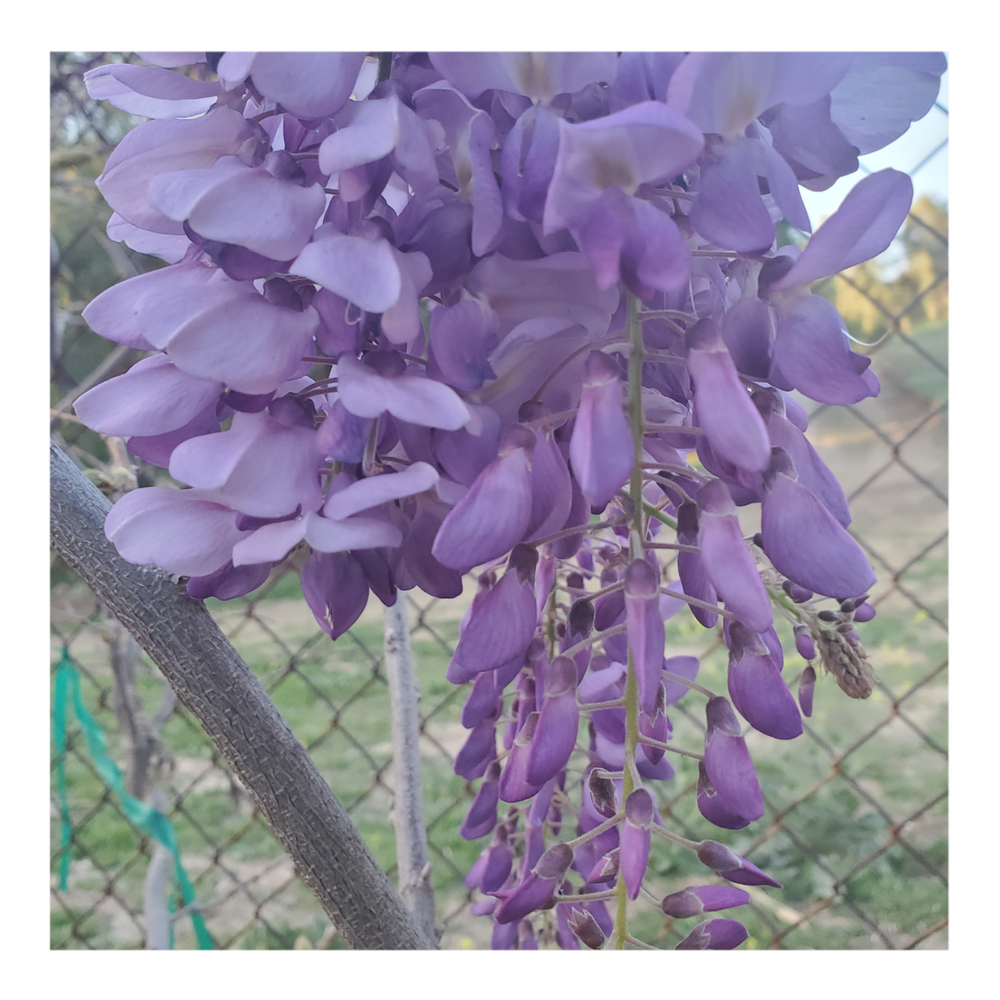 WISTERIA TREE