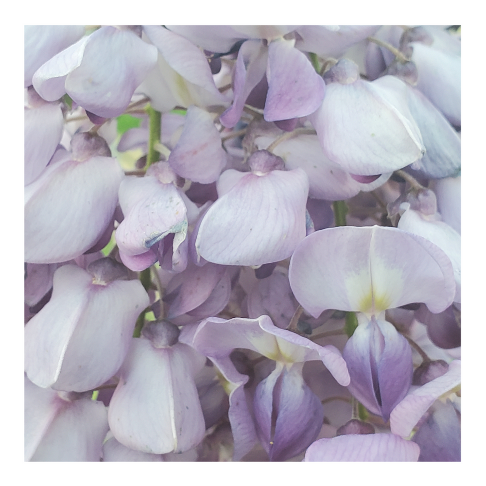 WISTERIA TREE