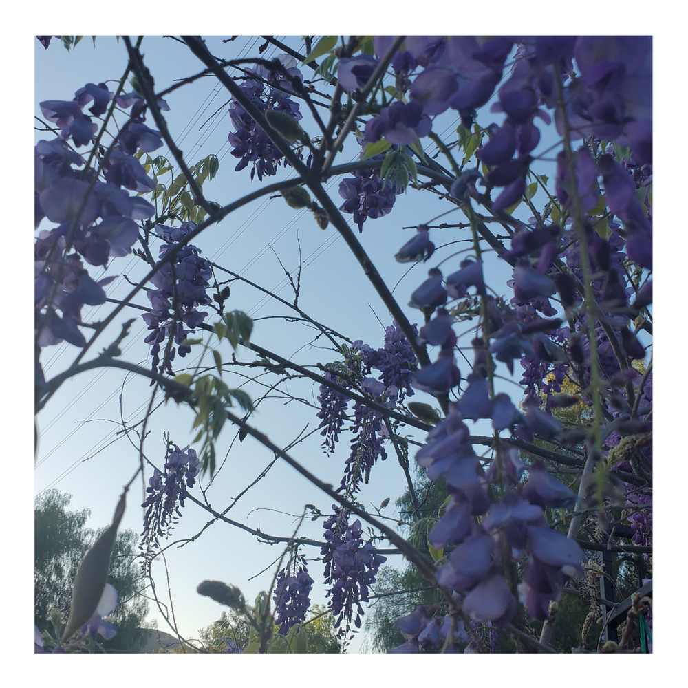 WISTERIA TREE