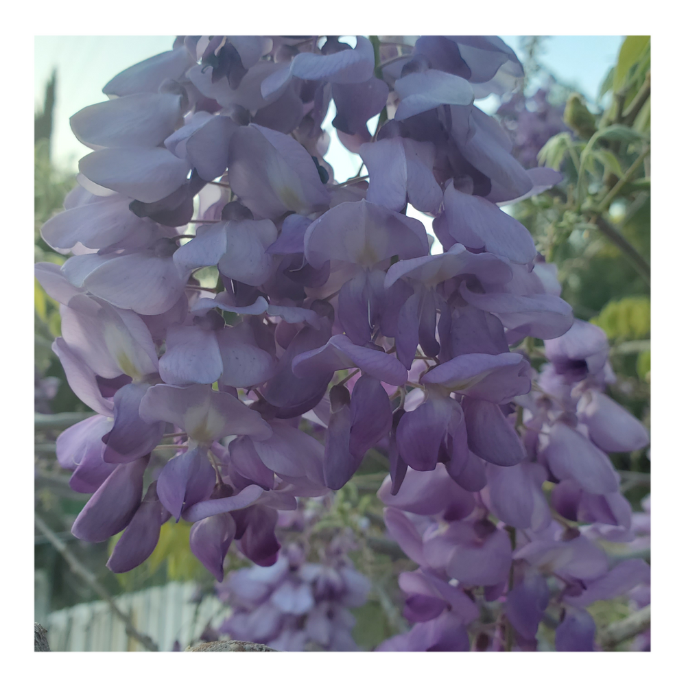 WISTERIA TREE
