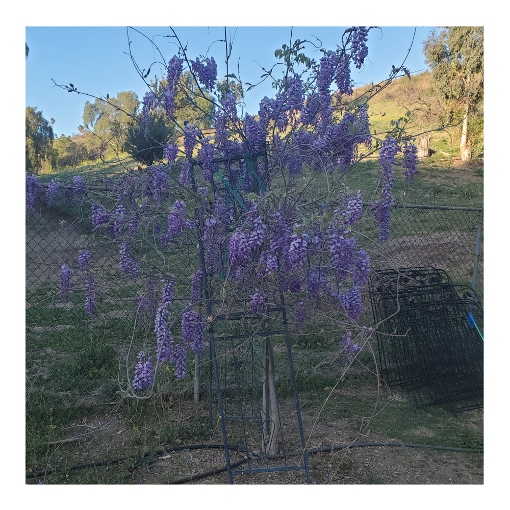 WISTERIA TREE