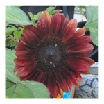 PRO CUT RED SUNFLOWER