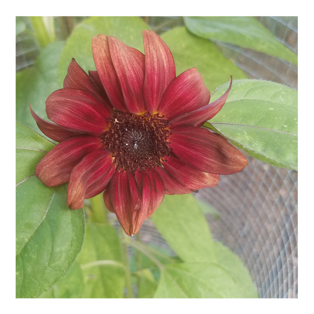 PRO CUT RED SUNFLOWER