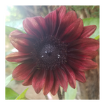 PRO CUT RED SUNFLOWER