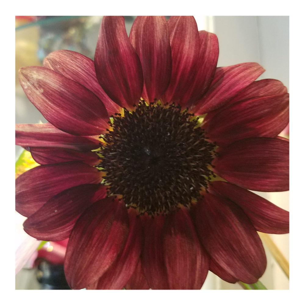 PRO CUT RED SUNFLOWER