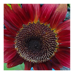 PRO CUT RED SUNFLOWER