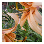 DOUBLE TIGER LILY ORANGE