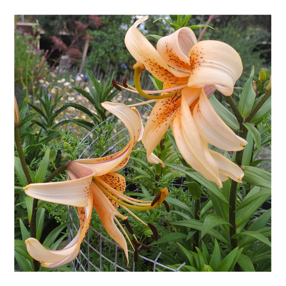 DOUBLE TIGER LILY ORANGE