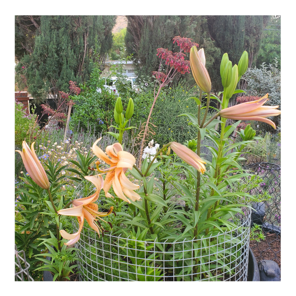 DOUBLE TIGER LILY ORANGE