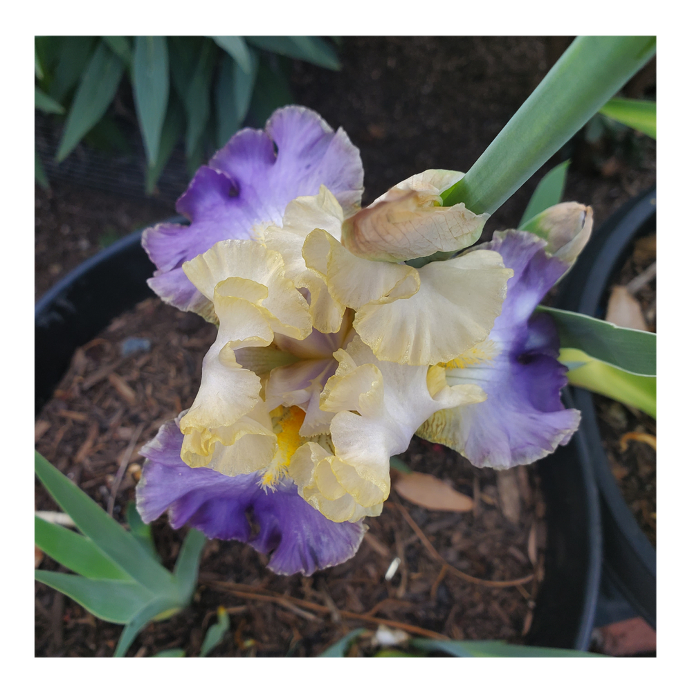 GILT-EDGED BOND BEARDED IRIS