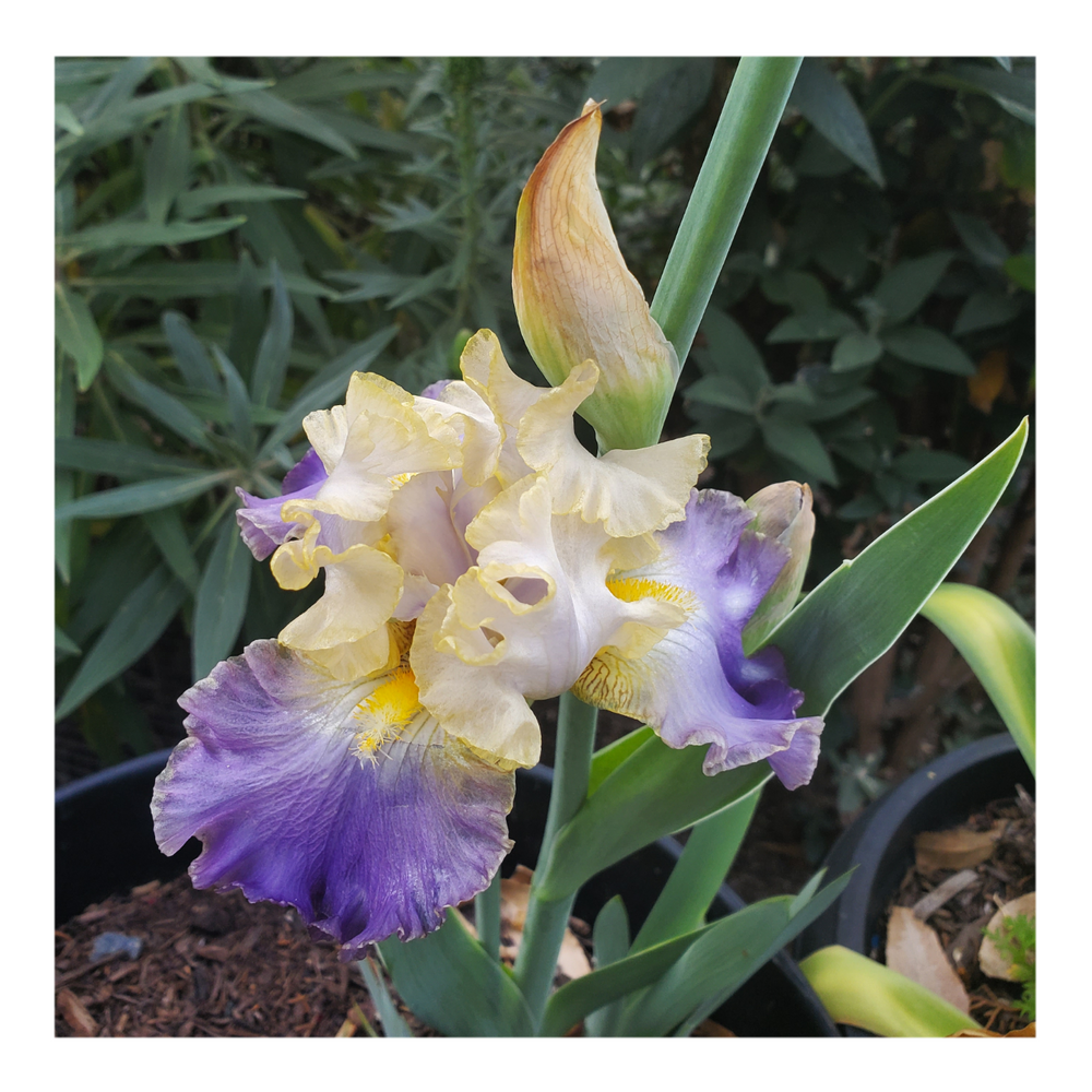 GILT-EDGED BOND BEARDED IRIS