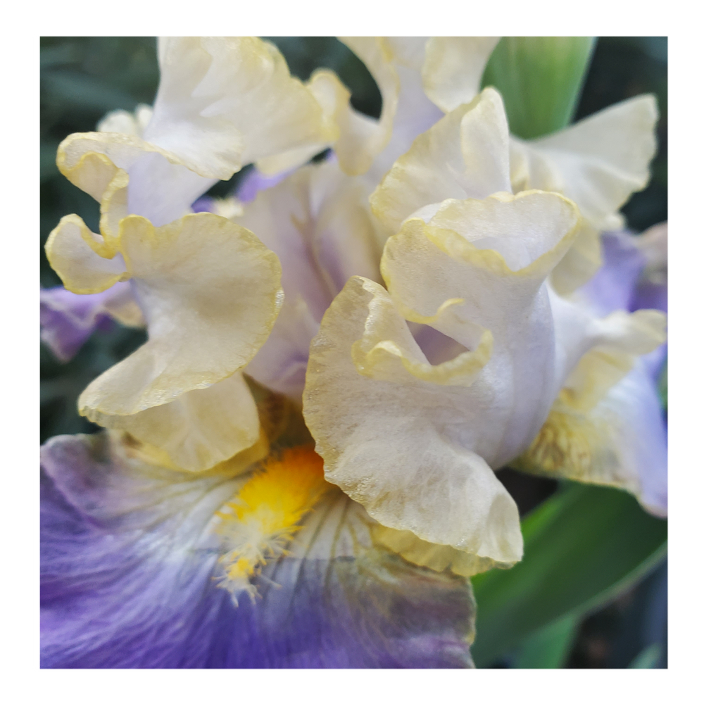 GILT-EDGED BOND BEARDED IRIS