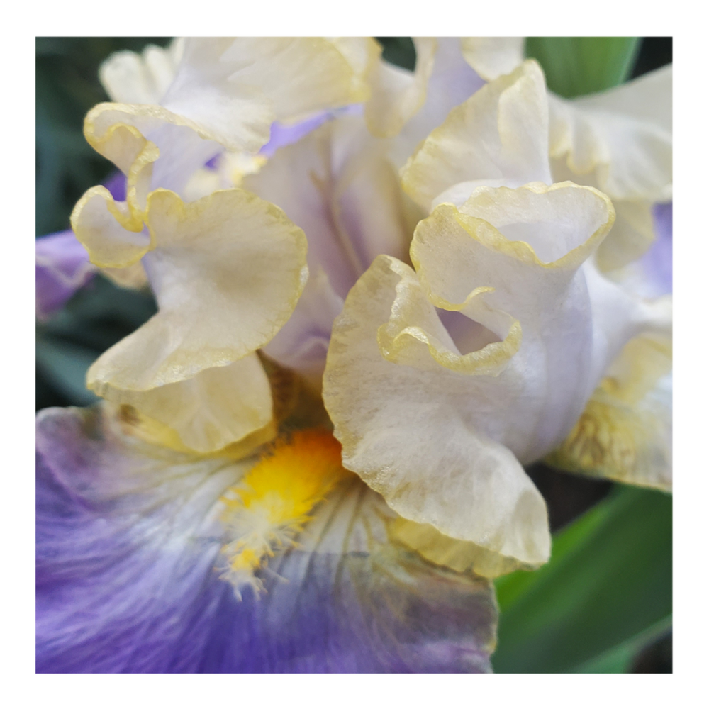 GILT-EDGED BOND BEARDED IRIS