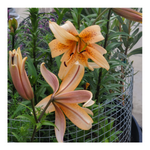 DOUBLE TIGER LILY ORANGE