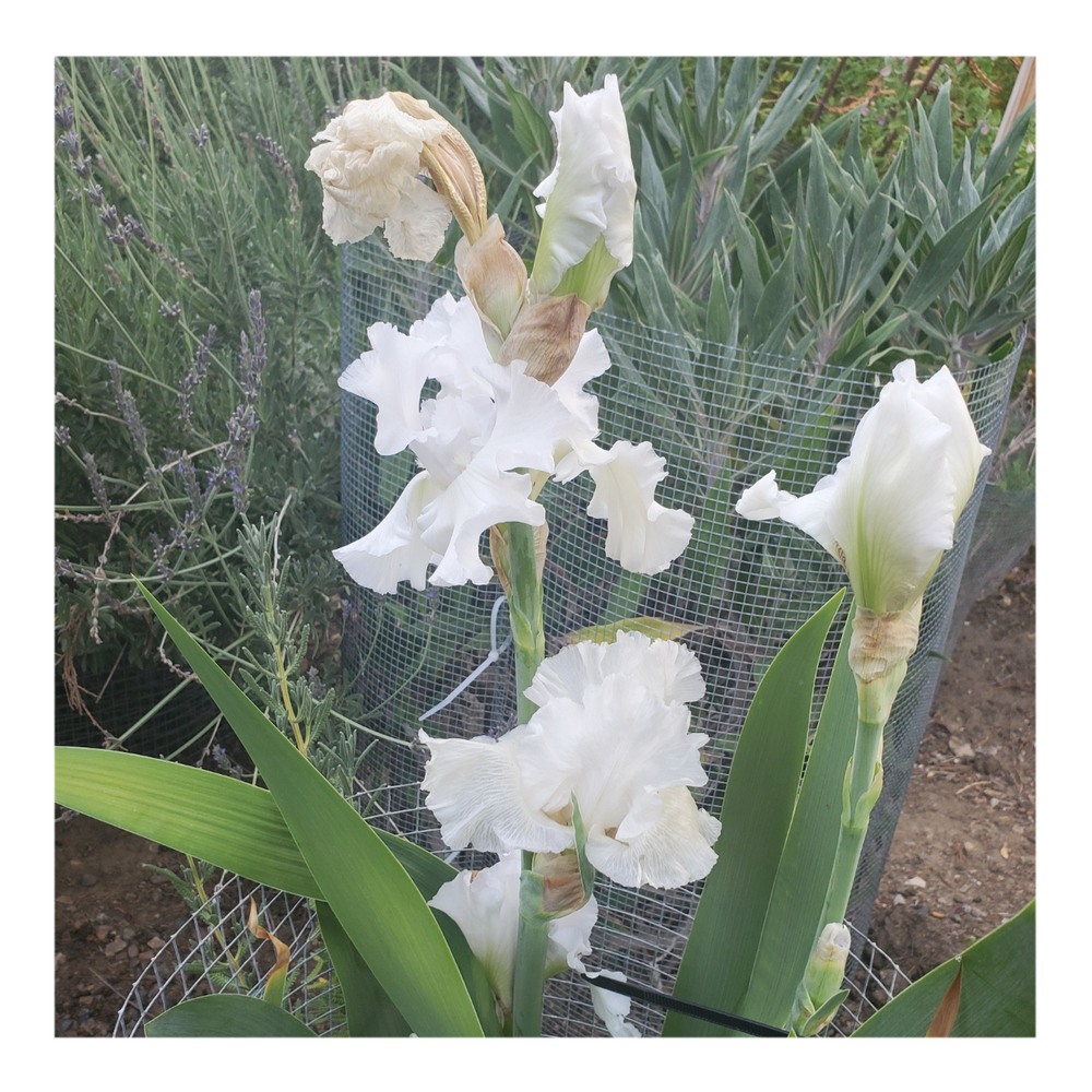 JIMMY G. BEARDED IRIS